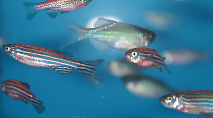 Fish and frogs may hold the secret to reversing blindness in humans