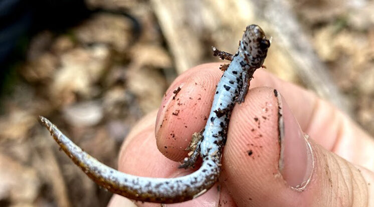 UWM students make a rare find while on a class hike