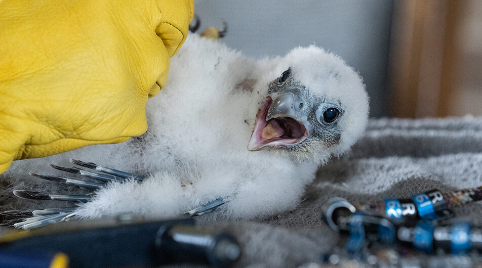 Laurel, Honor and Triumph: Trio of peregrine falcon chicks banded on Oshkosh campus