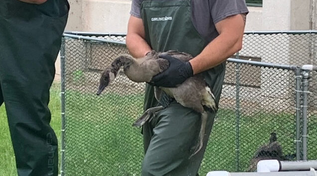 Geese banding at Fond du Lac campus helps wildlife biologists learn about flight patterns, population