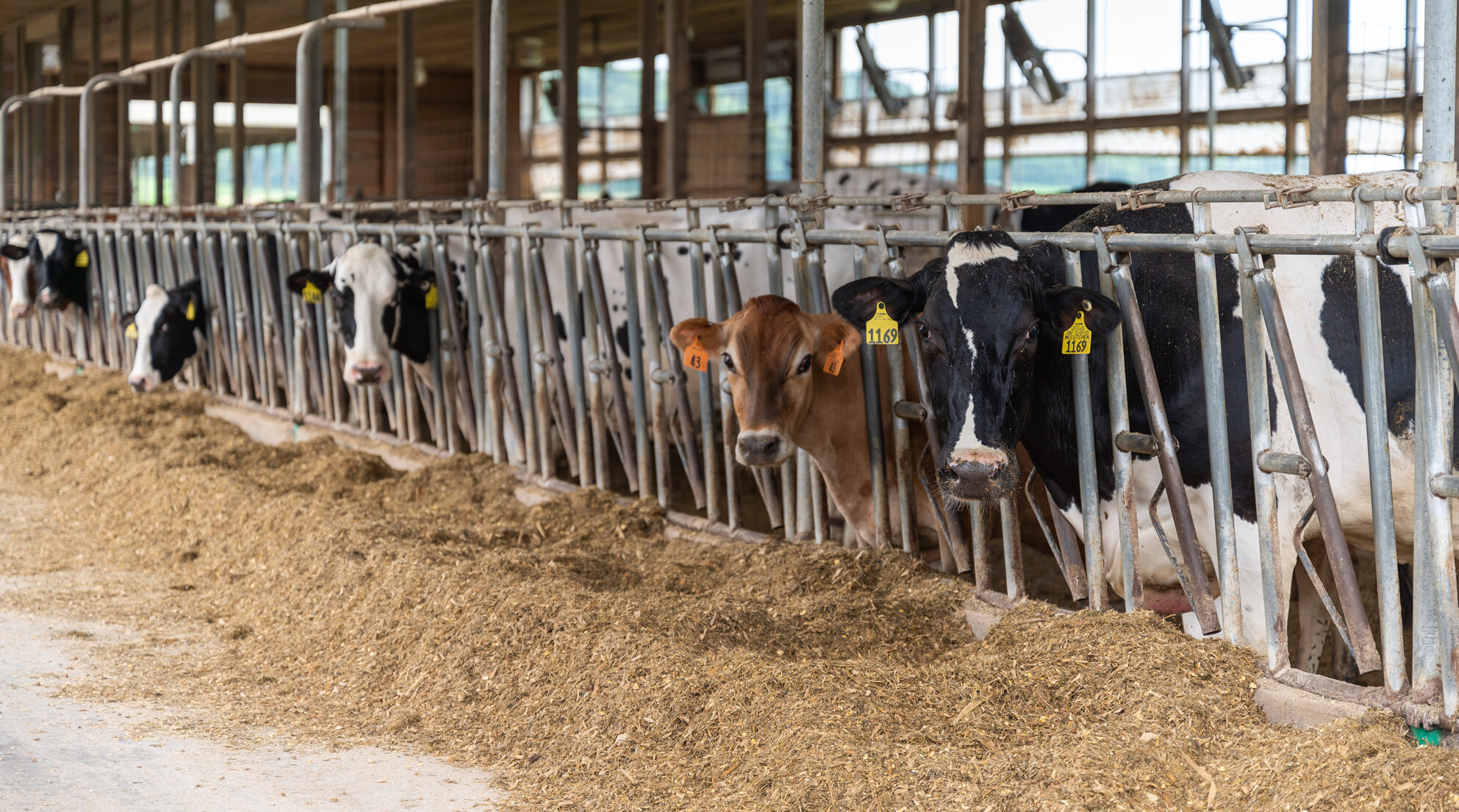 UW-River Falls lands grant to research robotic milking