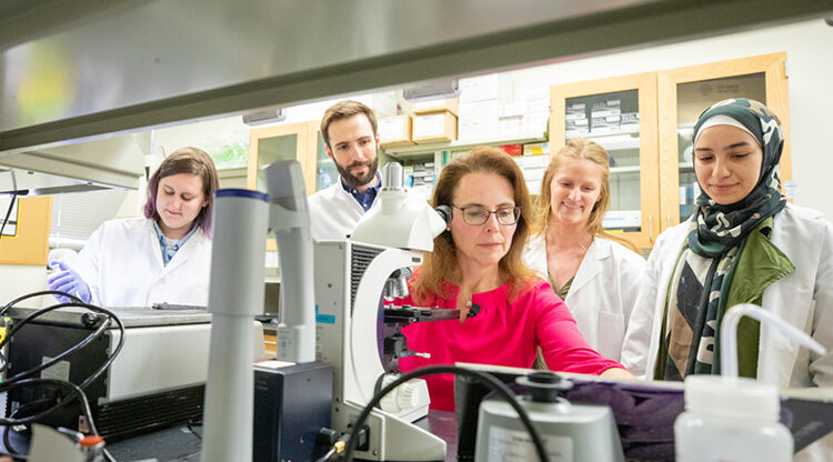 UWM research: Why estrogen decreases the risk of Alzheimer’s in some menopausal women, but not others