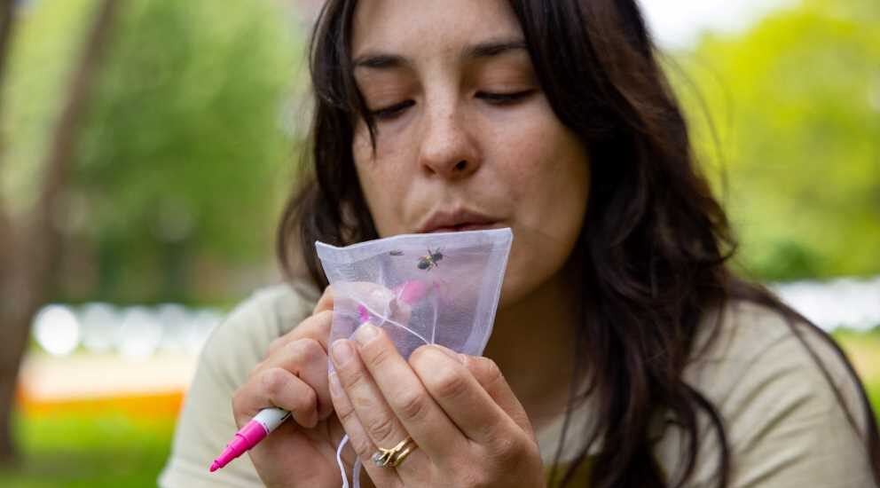 UW-La Crosse research: Bees that nest in the ground