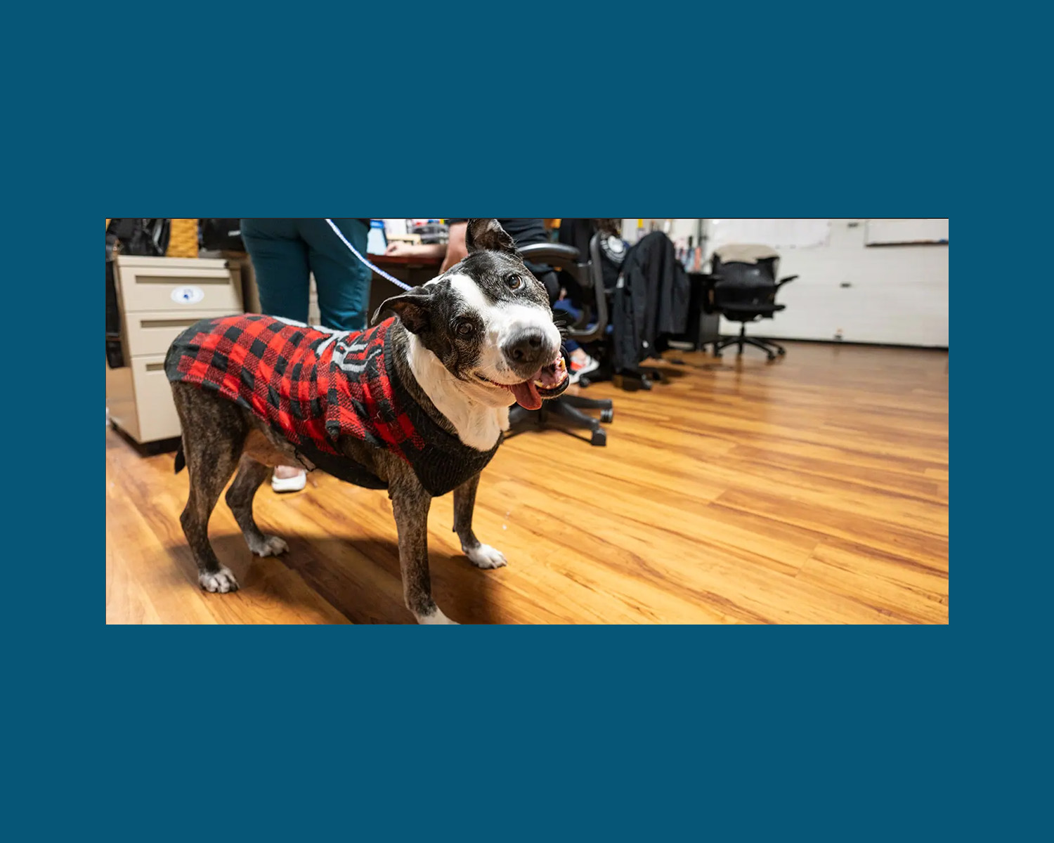 For the Love of a Pet