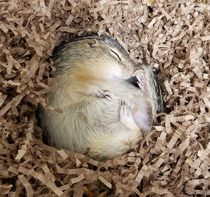 Photo: An adult 13-lined ground squirrel rests curled in its nest during torpor, a deep state of hibernation in which body temperature, heart rate and metabolism drop dramatically. UW-Oshkosh researchers study these natural survival mechanisms for insights into human health.