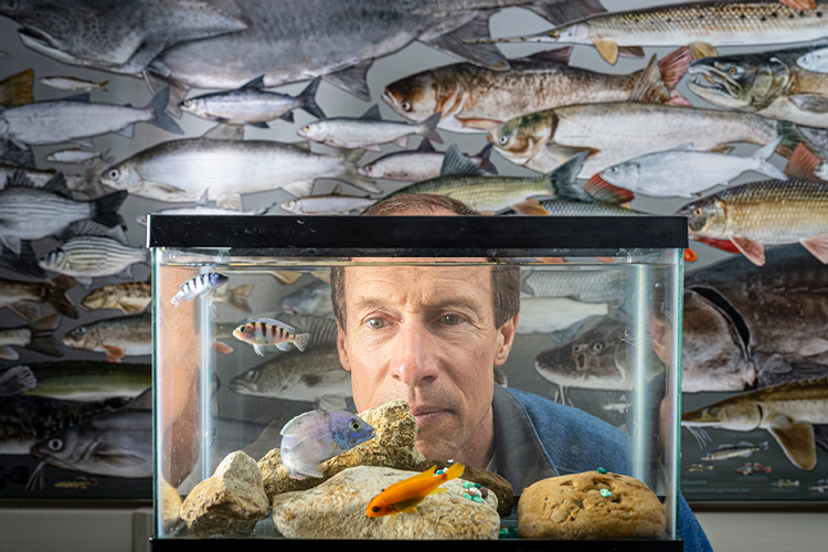 Photo: Harvey Bootsma examines a tank of tropical fish from Africa. The associate dean of UWM's School of Freshwater Sciences first began studying lake ecosystems as director of Lake Malawi National Park in Africa in the early 1990s. (UWM Photo/Andy Manis)