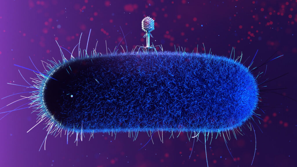 Photo: One promising approach to targeting unwanted bacteria is phage therapy, which uses naturally occurring and engineered viruses known as phages (illustrated above, resting on the surface of a host cell) to infect and destroy specific bacteria. Courtesy of the Raman Lab