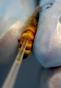 A UW-Stout student withdraws honey bee blood, hemolymph, in a biotechnology lab at Jarvis Hall Science Wing. A newly published UW-Stout study identifies a new bacterium that is killing honey bees in the region.