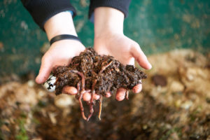 Tens of thousands of worms are used in the vermicomposting system to turn food waste into valuable fertilizer.