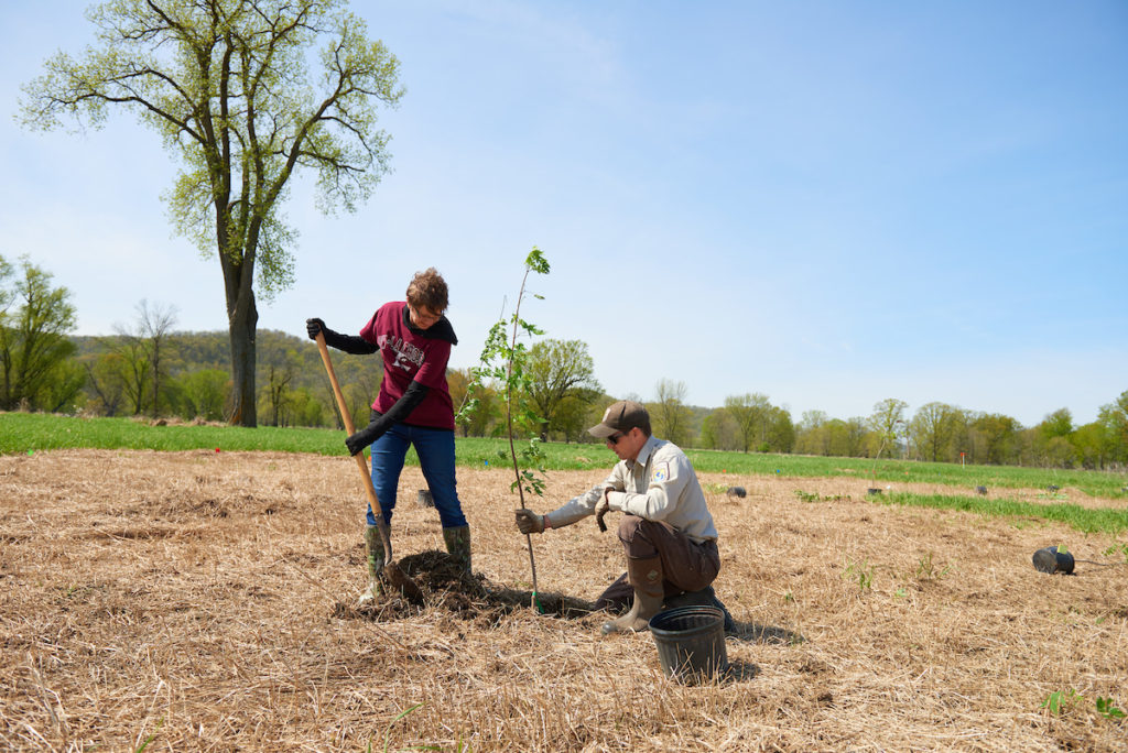 UW-La Crosse Professor Meredith Thomsen plants a tree at a reforestation site near La Crescent, Minnesota with help from UWL graduate student Bill Kiser. Thomsen works with undergraduate and graduate student researchers to design her experiments, collect data and analyze and present results. She also uses her experiments and results for hands-on experiences in one of the classes she teaches.