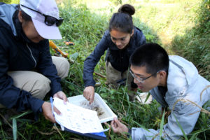 Photo of LAKES REU students, from left Elizabeth Sosa, Stephanie Gonzalez and Jimmy Chin, identify organisms in the north branch of Wilson Creek near Knapp.