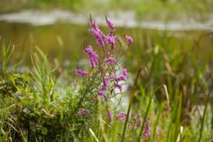Photo of purple loosestrife, an invasive species various organizations are partnering to combat in the area.