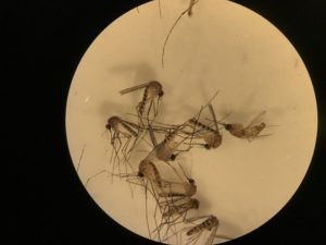 Photo of mosquitoes seen through a microscope from the Clarke mobile lab. Identifying mosquito species helps public health officials understand the potential threat of mosquito-borne diseases. 