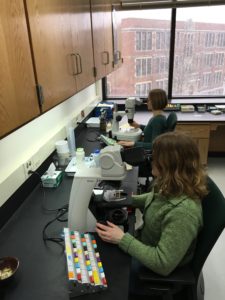 Photo of identifying zoo plankton in the taxonomy lab