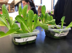 Photo from a class by Associate Professor of Biology Anita Baines and Biology Professor Tom Volk, who had their class conduct a study to determine if an additive — a particular mix of microbes that improves plant growth — would be worth the investment for Superior Fresh. Their work was conducted fall semester.