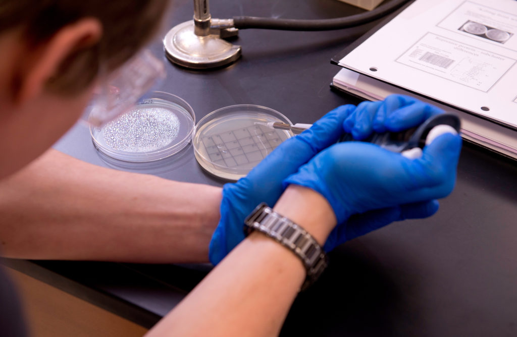 Photo of isolating soil bacteria phages in the Howard Hughes Medical Institute sponsored biotechnical lab