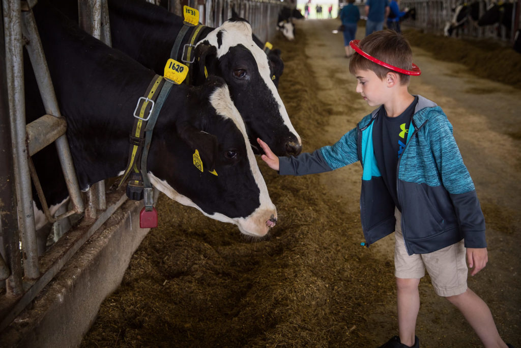 Photo of boy petting a cow at UW-Platteville's Pioneer Farm during the 42nd annual Lafayette County Dairy Breakfast held on June 9, 2018.