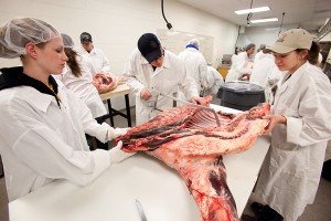 students working with butchered cow ribs