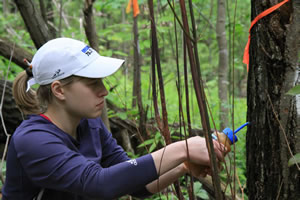 student treating a chestnut tree with hypoviruses