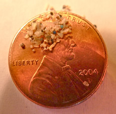 a picture of a penny with beads of microplastics covering Lincoln's head