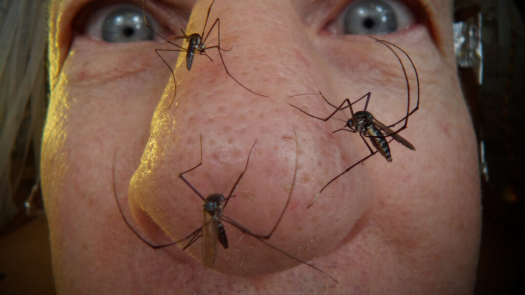 Close up image of mosquitoes on a person's nose