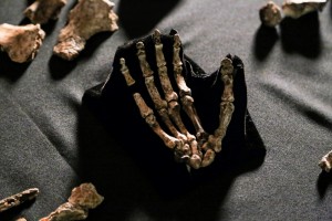 Bones from Homo naledi discovery