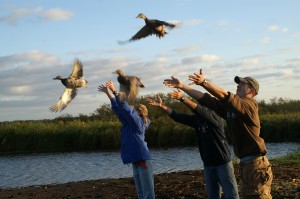 UW-Stevens Point students release banded ducks at Mead Wildlife Refuge.