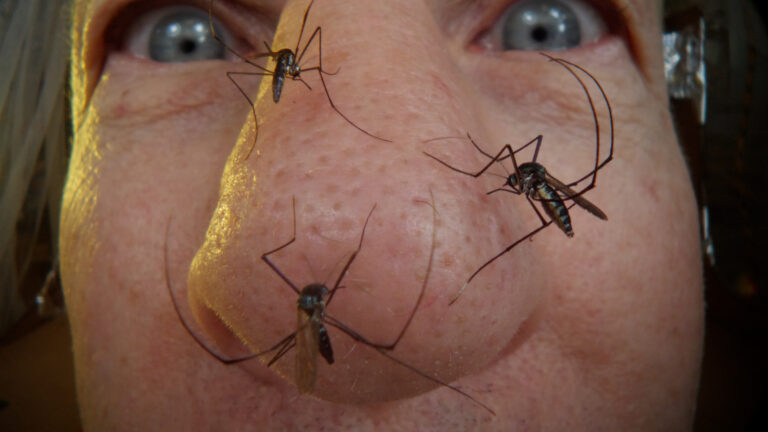 Mosquitoes feeding on a human's nose