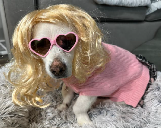 Dog dress up with blonde wig