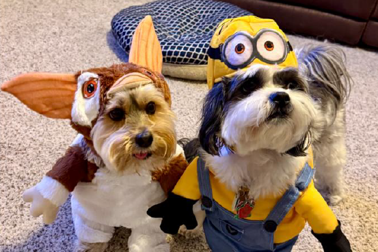 Dogs dressed up in Gremlin and Ninion costumes