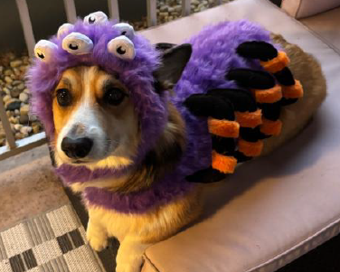 Dog dressed up in spider costume