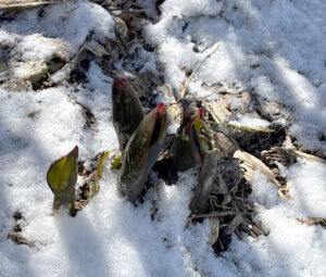 Tulip buds peeking out of a snowy patch of garden in March. Photo by Jessica Coda.