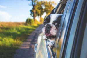 A Boston Terrier looks out the window of a car driving down the road.