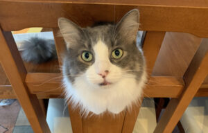 Woolly - Tom Thieding's cute cat