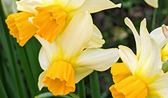 Daffodils