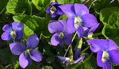 Violet